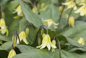 Bells: Bellwort, Sessile bellwort, Uvularia sessilifolia