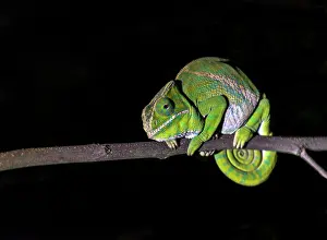 Balteatus: Belted Chameleon female on tree