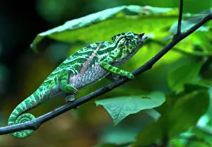 Balteatus: Belted Chameleon male on tree