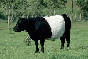 Belted: Belted Galloway