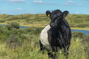 Belted: Belted Galloway, cattle breed, young bull on a pasture