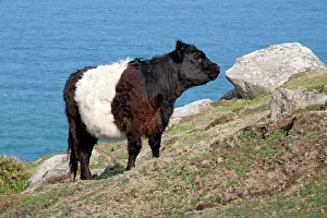 Belted: Belted Galloway Cow - coast