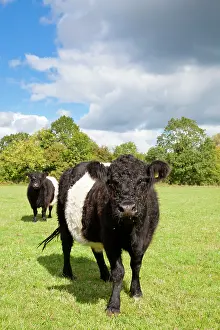 Belted: Belted Galloway - two cows in a field used for