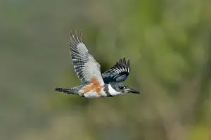 Ceryle: Belted Kigfisher female flying
