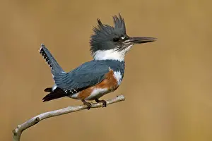 Ceryle: Belted Kingfisher
