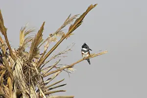 Ceryle: Belted Kingfisher