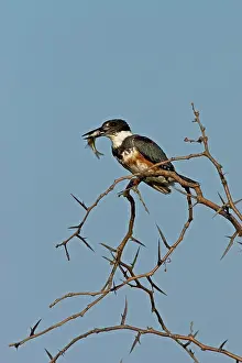 Ceryle: Belted Kingfisher