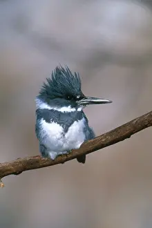 Ceryle: Belted Kingfisher