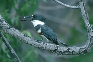Ceryle: Belted Kingfisher