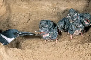 Ceryle: Belted Kingfisher
