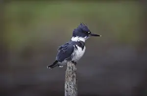 Belted: Belted Kingfisher