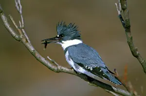 Ceryle: Belted Kingfisher