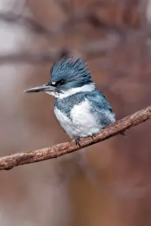 Ceryle: Belted Kingfisher - Adult male in winter - February