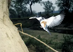 Ceryle: Belted Kingfisher (Ceryle alcyon)