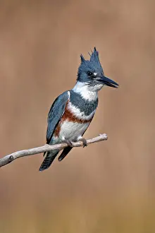 Ceryle: Belted Kingfisher - Ceryle alcyon - Adult male