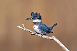 Ceryle: Belted Kingfisher - Ceryle alcyon - Male - December