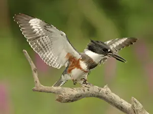 Ceryle: Belted Kingfisher displaying