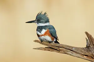 Ceryle: Belted Kingfisher - female