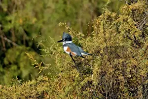 Crests: Belted Kingfisher female