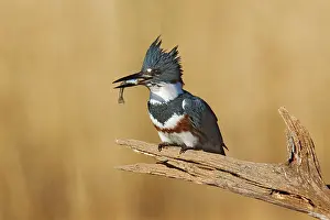 Ceryle: Belted Kingfisher - with fish in beak
