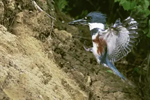 Megaceryle: Belted Kingfisher with fish in beak