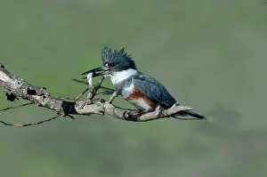 Ceryle: Belted Kingfisher Hen with fish