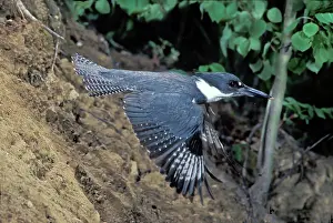 Leaving: Belted Kingfisher leaving nest