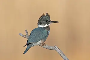 Ceryle: Belted Kingfisher - male