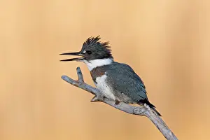 Ceryle: Belted Kingfisher - male with beak open