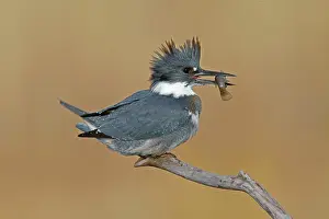 Ceryle: Belted Kingfisher - male with fish in mouth