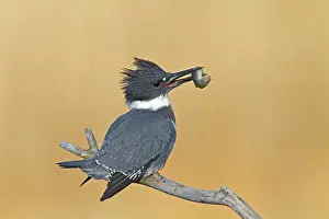 Ceryle: Belted Kingfisher - male with fish in mouth