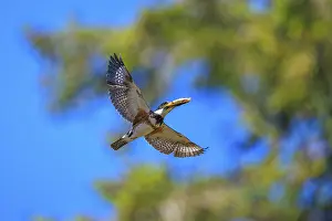Catch: A Belted Kingfisher (Megaceryle alcyon) flying with its catch