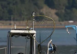 Ceryle: Belted Kingfisher - perched on fisherman's net on boat