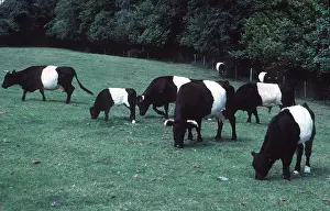 Belted: Belted Welsh Black Cattle
