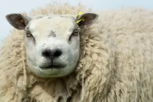 Computer: Beltex sheep, Beltex ewes, purebred, domestic animals