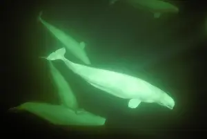 Beluga: Beluga