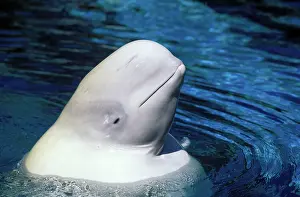 Hopping: Beluga