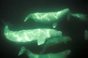 Beluga: Beluga