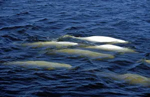 Beluga: Beluga