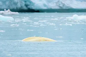 Beluga: Beluga