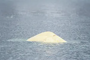 Beluga: Beluga