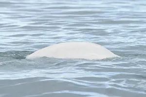 Beluga: Beluga