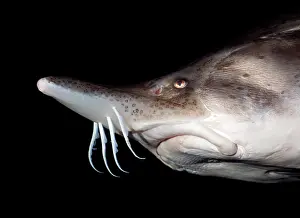 Beluga: Beluga Sturgeon