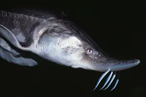 Beluga: BELUGA STURGEON - HEAD C/U
