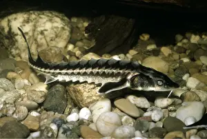 Beluga: BELUGA STURGEON - YOUNG