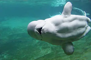Beluga: Beluga Whale