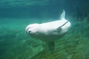 Beluga: Beluga Whale