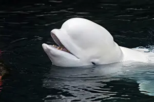Beluga: Beluga Whale