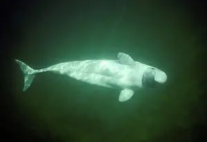 Beluga: BELUGA WHALE