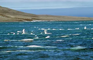 Beluga: Beluga Whale